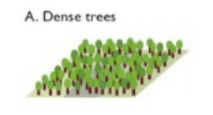 LCZ dense trees