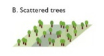 LCZ scattered trees